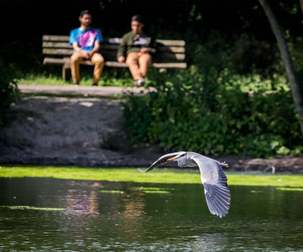King's Pond