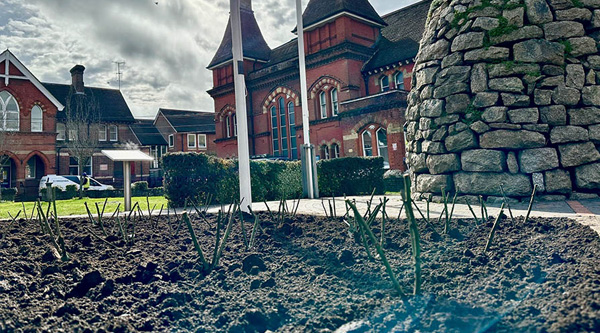 Roses outside the Town Hall
